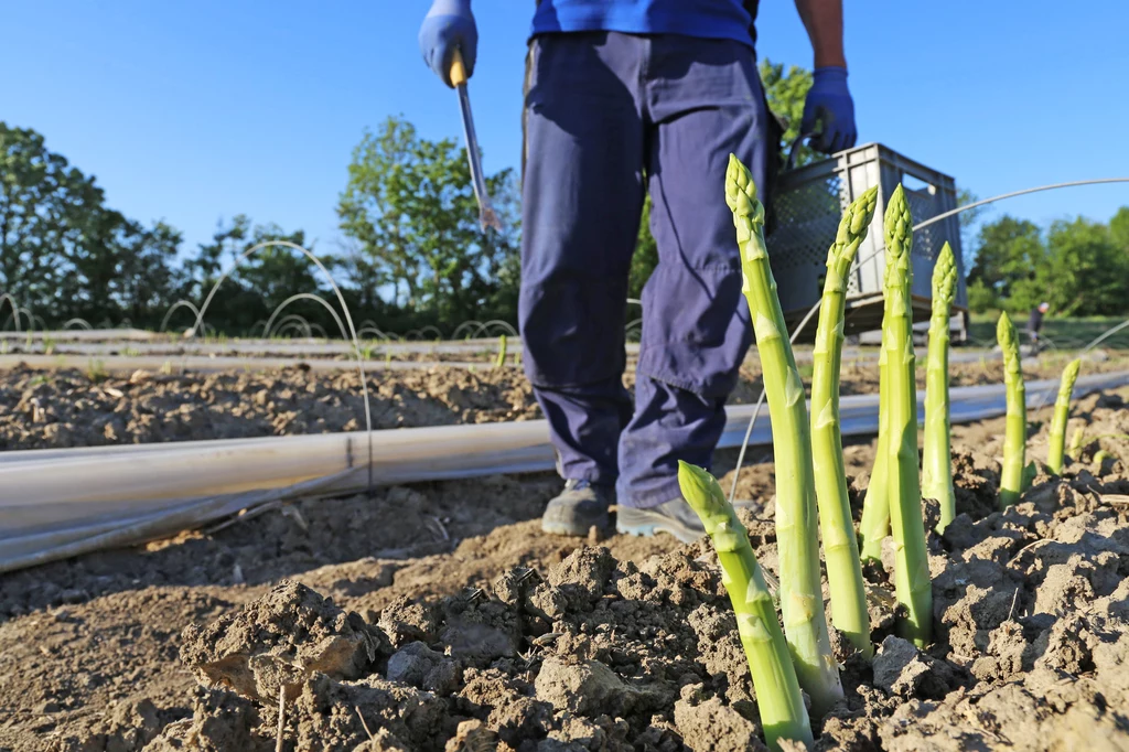 Rolnik z Niemiec do zbiorów szparagów zatrudnia Polaków. Niemcy nie chcą pracować na plantacji. Zdjęcie ilustracyjne. 