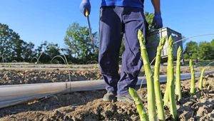 Rolnik z Niemiec do zbiorów szparagów zatrudnia Polaków. Niemcy nie chcą pracować na plantacji. Zdjęcie ilustracyjne. 