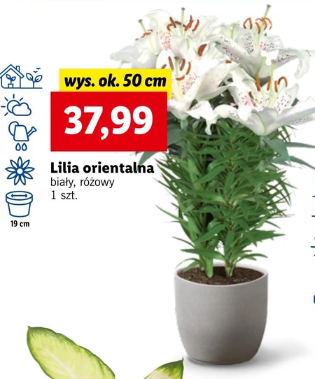 Lilia