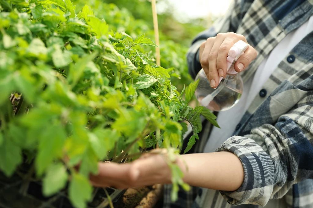 Oprysk z łupin cebuli jest wykorzystywany zarówno do roślin domowych, jak i ogrodowych