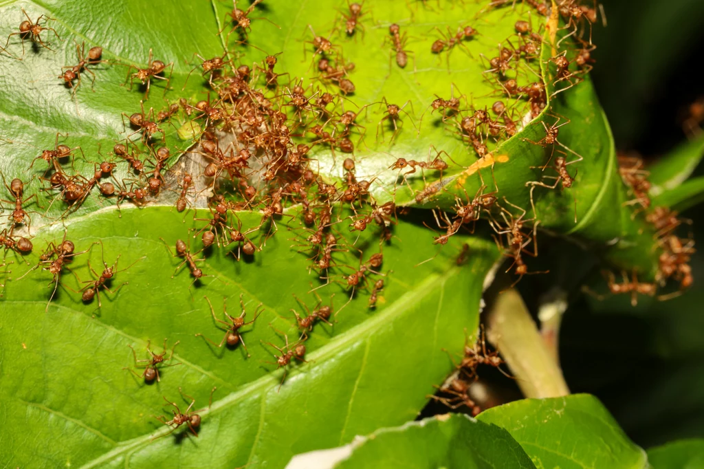 Mrówki występują w licznych koloniach