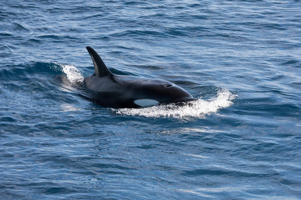 Zmarła orka oceaniczna, która wpłynęła do rzeki Sekwany we Francji. Przyczyną jej śmierci była prawdopodobnie infekcja