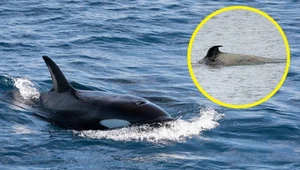 Francja. Orka oceaniczna, która wpłynęła do Sekwany, nie żyje