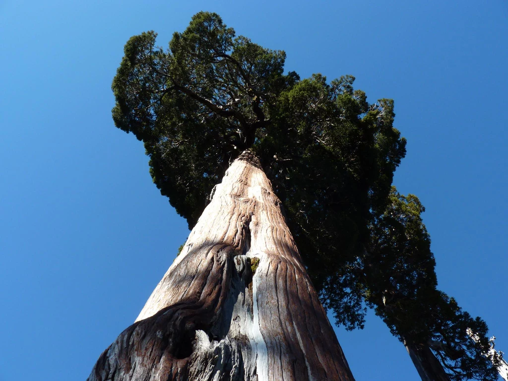 Ficroja cyprysowata (Fitzroya cupressoides) znajdująca się w Chile to prawdopodobnie najstarsze drzewo na Ziemi. Ma niemal 5,5 tys. lat (zdjęcie ilustracyjne)