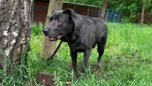 10-miesięczny pies porzucony w Płocku przez właściciela