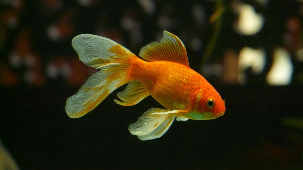 Złota rybka wcale nie ma problemów z pamięcią