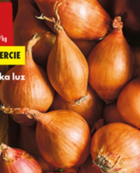 Cebula