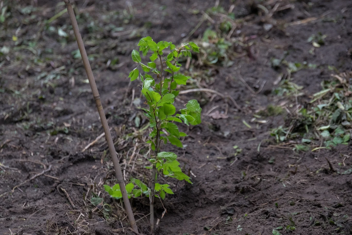 W ostatnią niedzielę, 29 maja akcja "Czyste, Zielone Miasta" dotarła do Skierniewic. Akcja „Czyste, Zielone Miasta” rozpoczęła się na terenie Parku Miejskiego w Skierniewicach. Najpierw odbyło się sprzątanie terenu oraz sadzenie drzew przekazanych przez Lasy Państwowe. Wydarzeniom związanym z projektem "Czyste, Zielone Miasta" towarzyszył zorganizowany obok Kosmiczny Dzień Dziecka. 