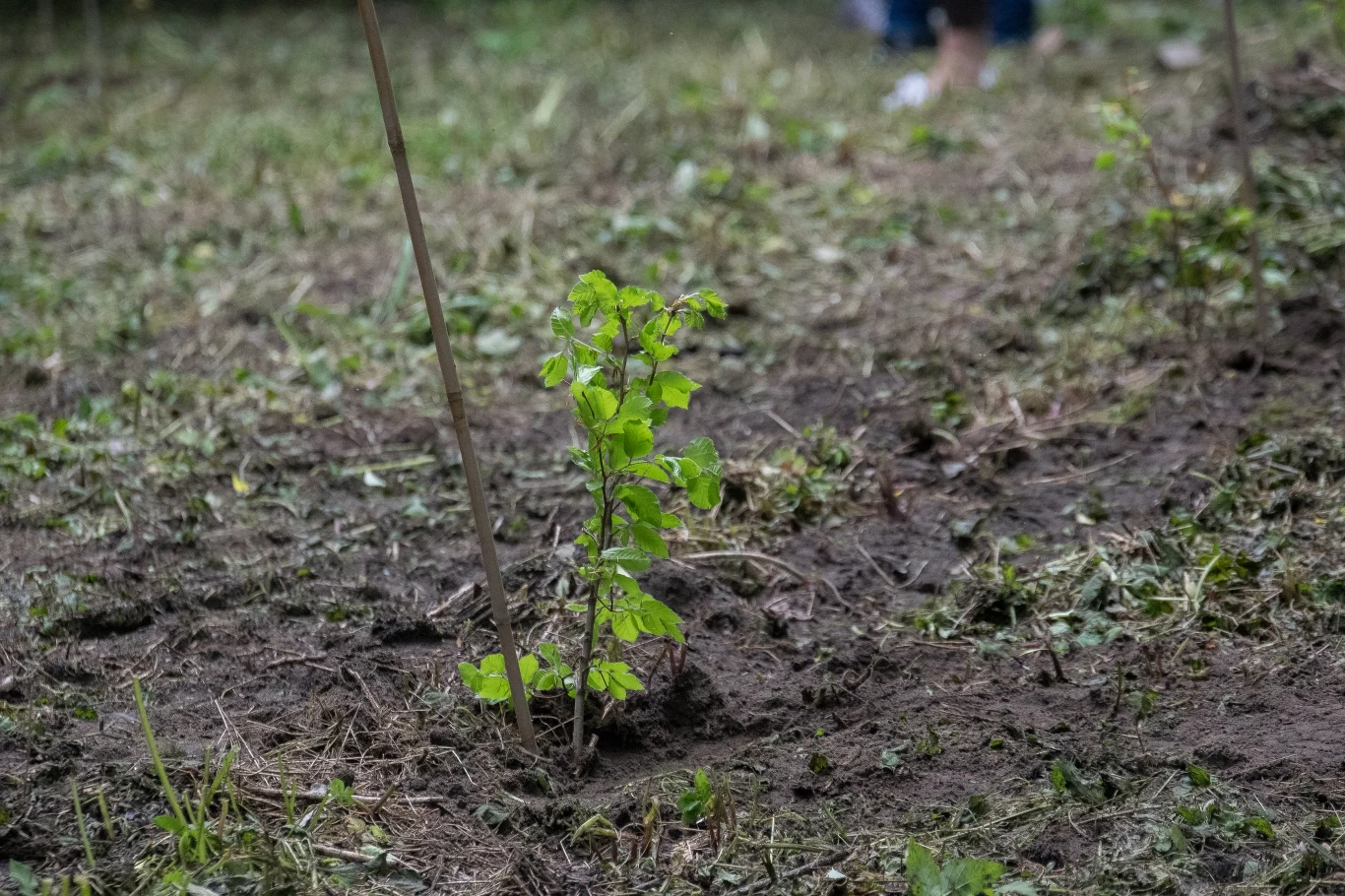 W ostatnią niedzielę, 29 maja akcja "Czyste, Zielone Miasta" dotarła do Skierniewic. Akcja „Czyste, Zielone Miasta” rozpoczęła się na terenie Parku Miejskiego w Skierniewicach. Najpierw odbyło się sprzątanie terenu oraz sadzenie drzew przekazanych przez Lasy Państwowe. Wydarzeniom związanym z projektem "Czyste, Zielone Miasta" towarzyszył zorganizowany obok Kosmiczny Dzień Dziecka. 