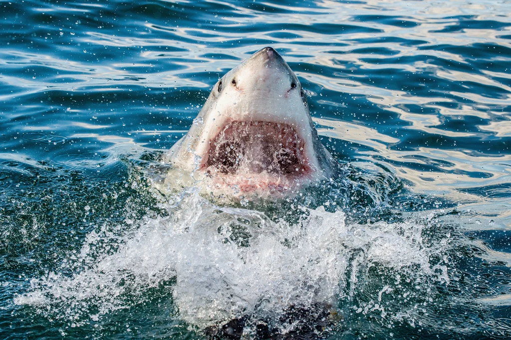 Żarłacz biały był lepszym myśliwym niż megalodon? Wiele na to wskazuje!