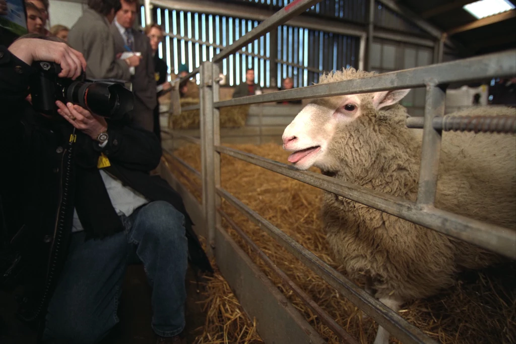Jednym z najsłynniejszych zwierząt w historii jest owieczka Dolly - pierwsze sklonowane zwierzę na świecie