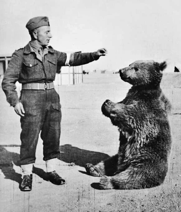 Miś Wojtek podobno uwielbiał zabawy z żołnierzami. W jego jednostce nadano mu stopień kaprala Miś Wojtek podobno uwielbiał zabawy z żołnierzami. W jego jednostce nadano mu stopień kaprala