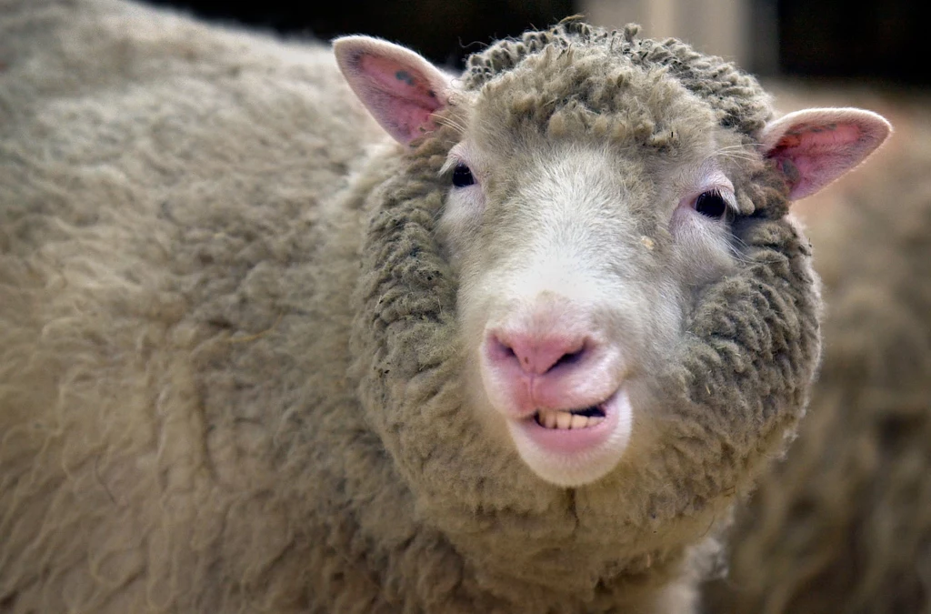 Owieczka Dolly to pierwsze sklonowane zwierzę. Mimo że chorowała m.in. na artretyzm, to udało jej się przeżyć prawie 7 lat