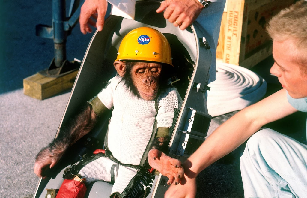 Szympans Ham był pierwszym ssakiem naczelnym, który poleciał w kosmos. Zwierzę po powrocie żyło jeszcze długie lata w zoo