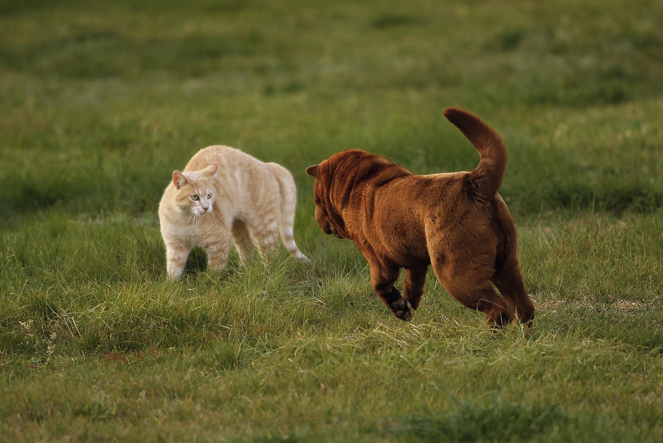 Oszacowano, że mózgi psów są większe i mają więcej neuronów niż kocie. Czy zatem psy są mądrzejszymi zwierzętami? To nie takie proste Oszacowano, że mózgi psów są większe i mają więcej neuronów niż kocie. Czy zatem psy są mądrzejszymi zwierzętami? To nie takie proste