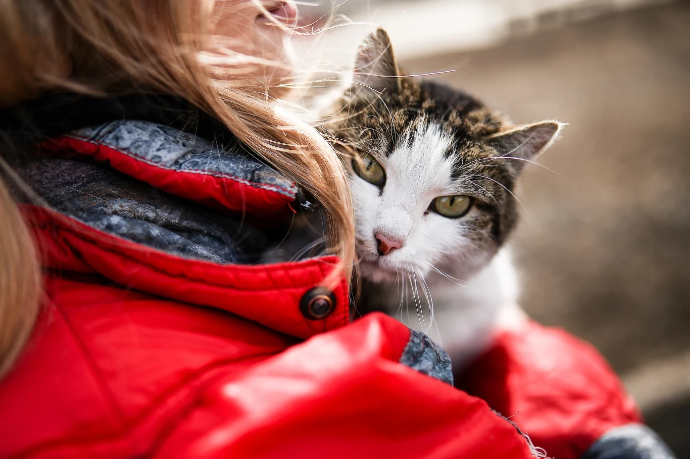 Można nie lubić kotów, ale zmysłu nawigacyjnego czy umiejętności rozwiązywania zagadek nie można im odmówić Można nie lubić kotów, ale zmysłu nawigacyjnego czy umiejętności rozwiązywania zagadek nie można im odmówić