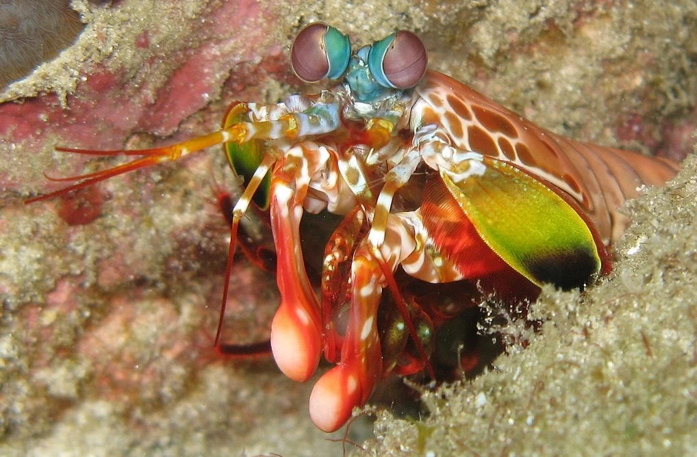 Chuck Norris wśród skorupiaków