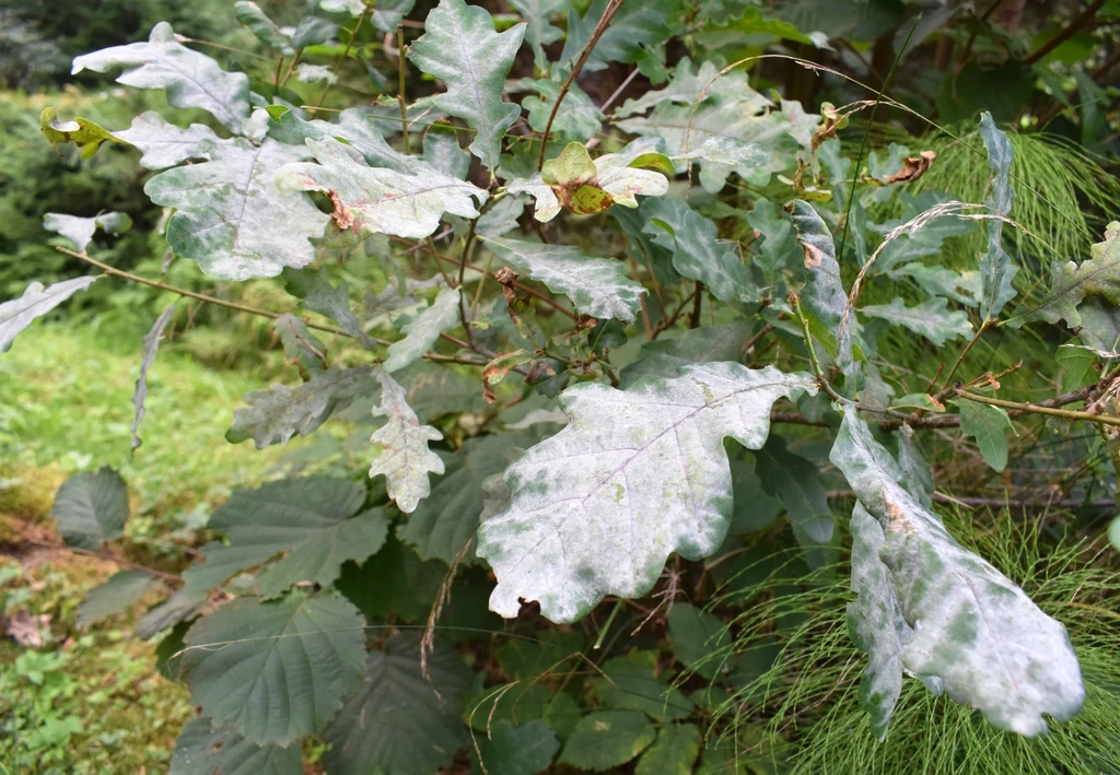 Mączniak prawdziwy to jedna z często występujących chorób roślin, charakteryzująca się grubym, białym nalotem
