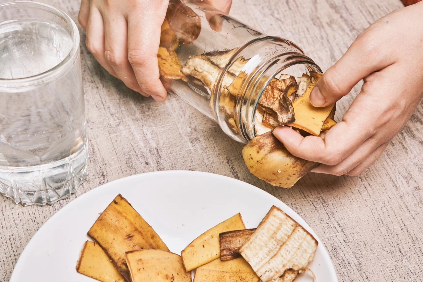 Skórki banana wsadź do litrowego słoika, zalej ciepłą wodą i zakręć. Po dwóch dniach zyskasz odżywkę, którą możesz podlewać magnolie. 