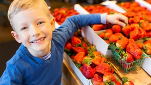 Ceny truskawek nieco różnią się w zależności od danego sklepu