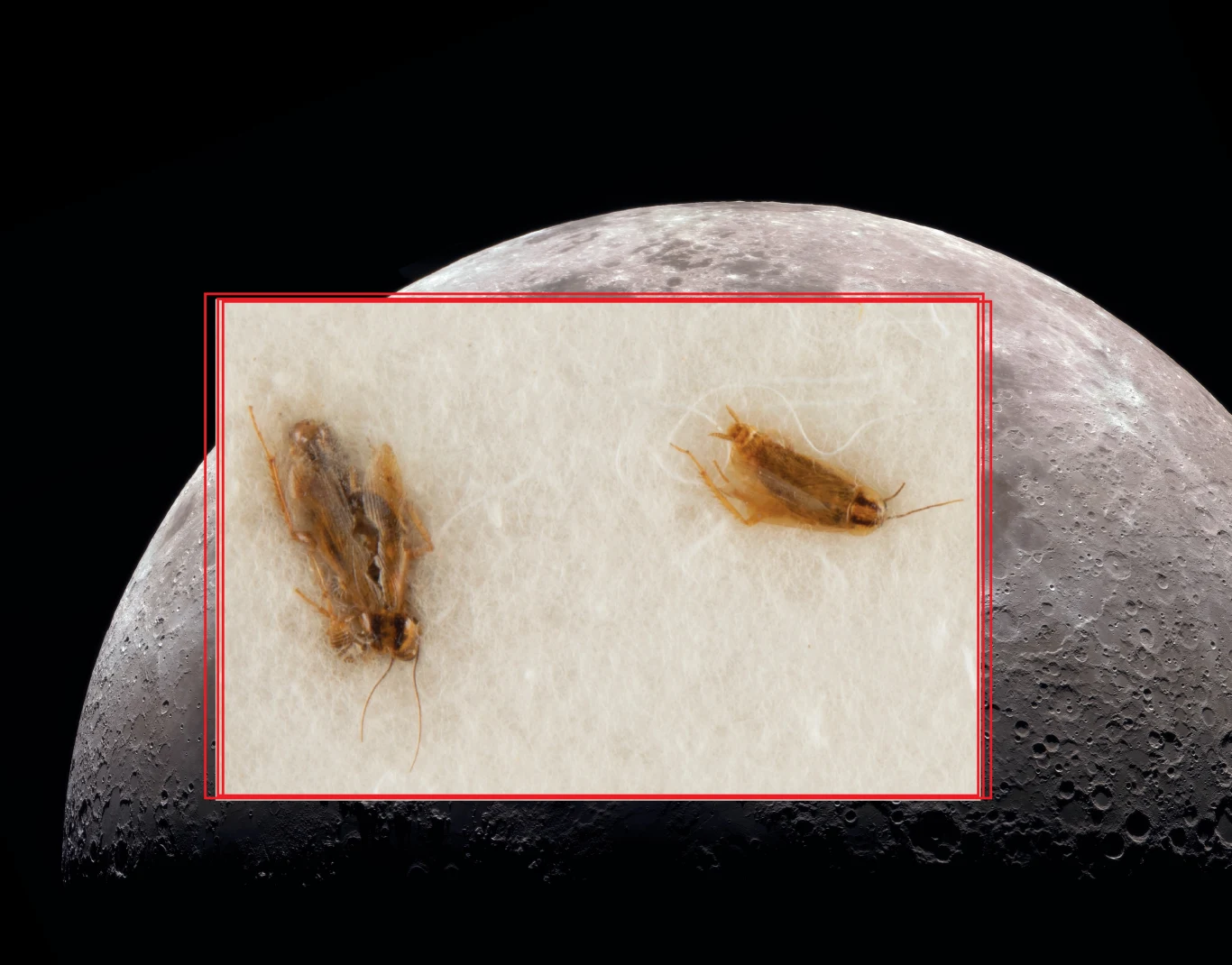 NASA faszerowała karaluchy pyłem z Księżyca. Teraz trafiły na aukcję NASA faszerowała karaluchy pyłem z Księżyca. Teraz trafiły na aukcję