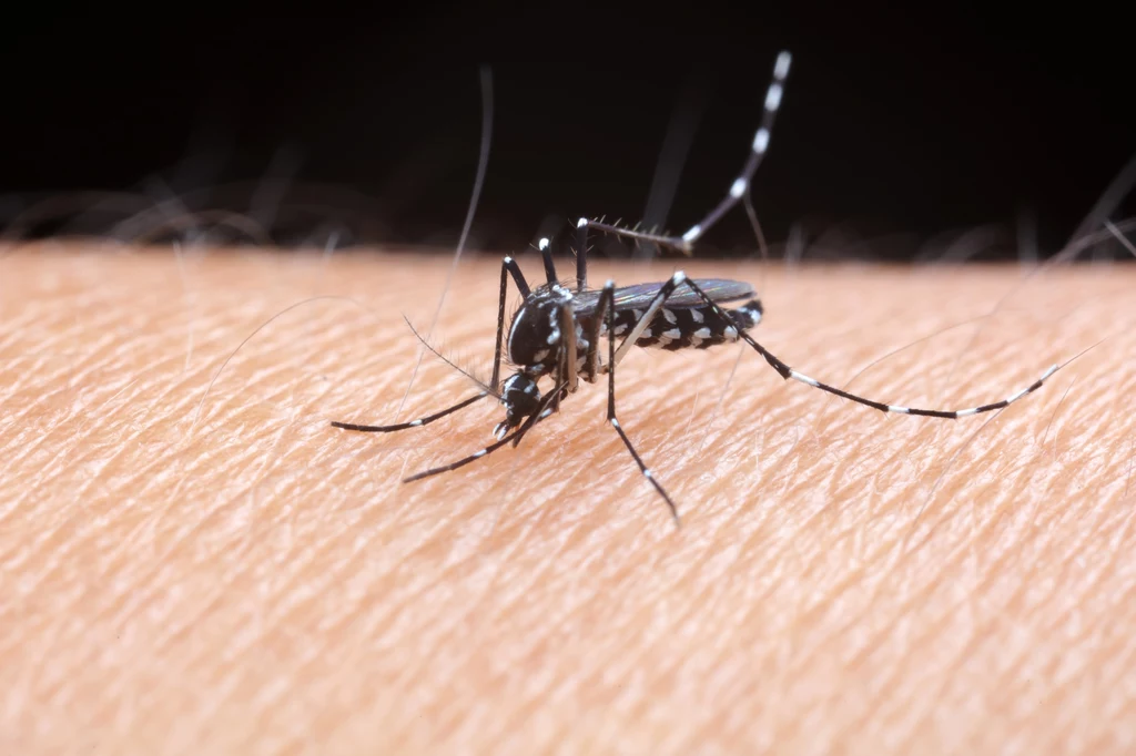 Ofiarami komarów padają osoby charakteryzujące się pewnymi cechami
