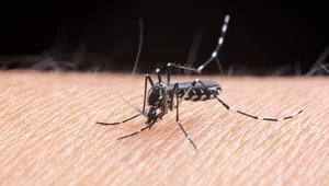 Oto powody, dlaczego komary częściej gryzą niektórych ludzi