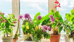 Rośliny więcej nie uschną podczas twojej nieobecności. Wystarczy, że zastosujesz tę metodę