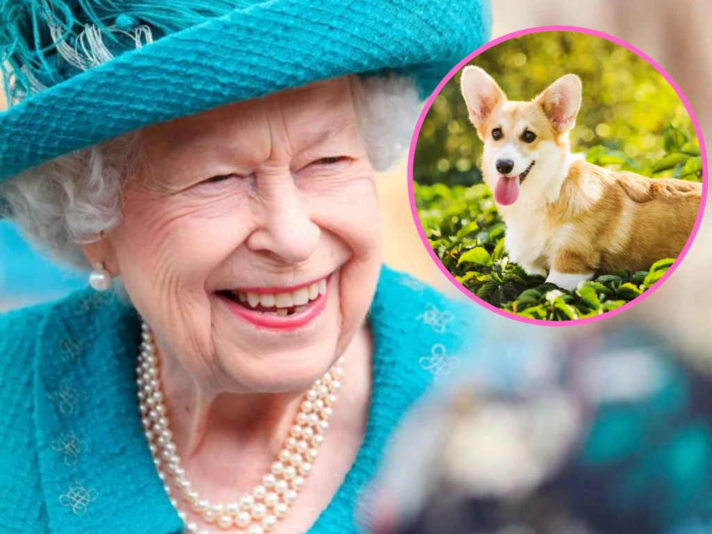 Z okazji jubileuszu Królowej Elżbiety II, odbędzie się parada psów Corgi Z okazji jubileuszu Królowej Elżbiety II, odbędzie się parada psów Corgi