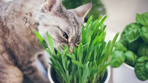Rośliny balkonowe bezpieczne dla kota