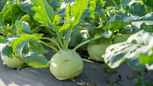 Jak sadzić kalarepę?