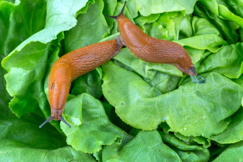 Ślimaki mogą być aktywne nawet do końca listopada