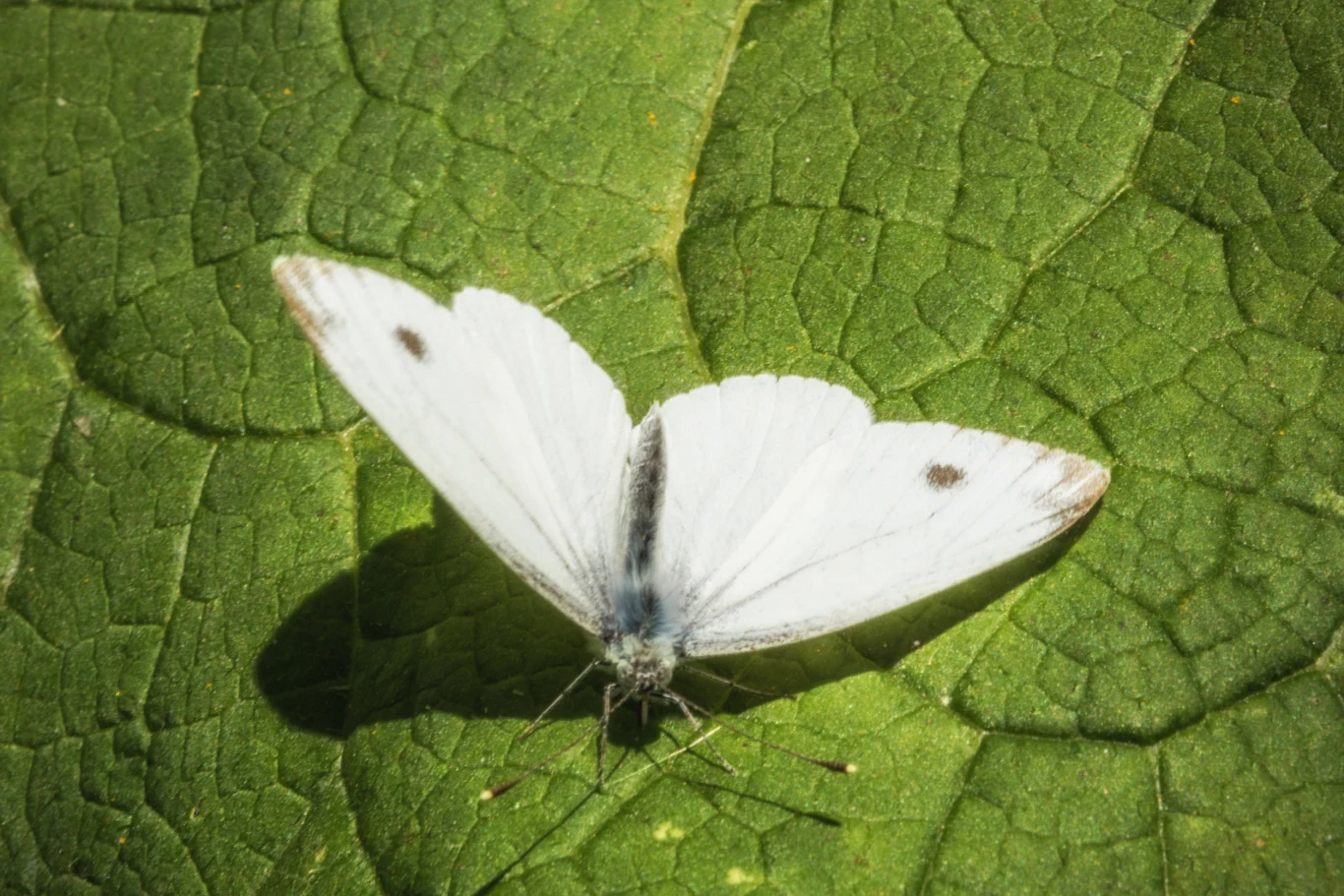 Bielinek kapustnik obgryza blaszkę liściową, pozostawiając sam nerw Bielinek kapustnik obgryza blaszkę liściową, pozostawiając sam nerw