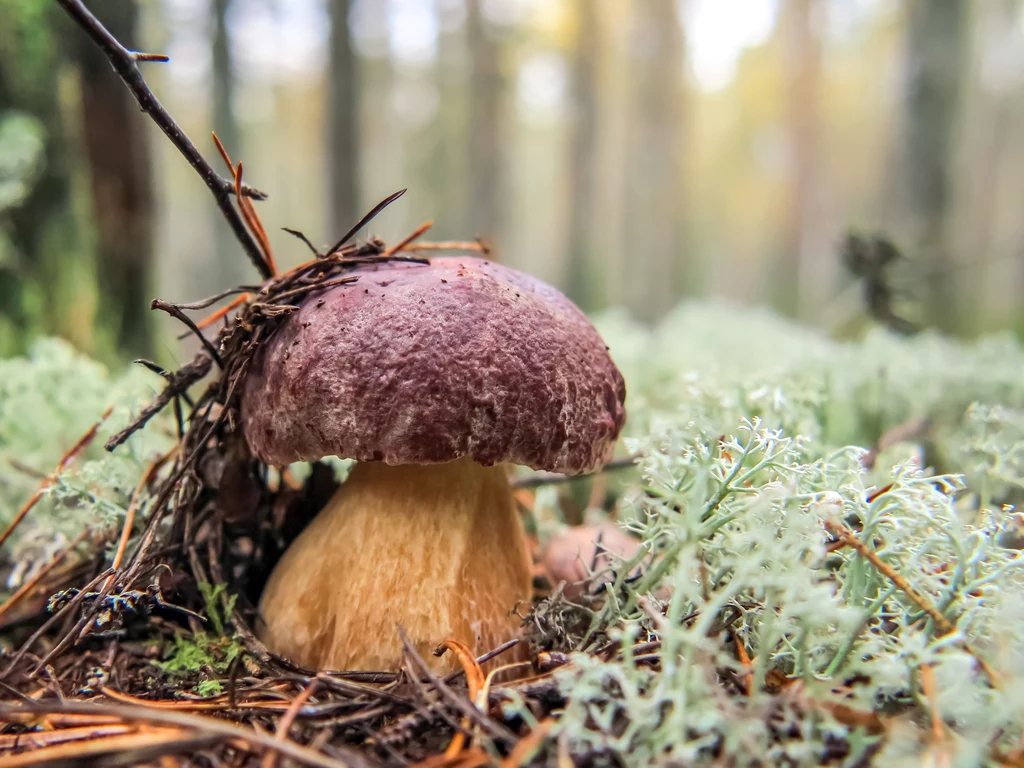 Masowy wysyp grzybów jadalnych przypada na jesień, jednak w czerwcu również możemy liczyć na skromne zbiory