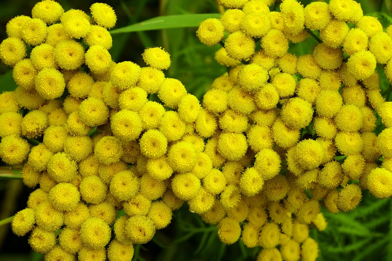 Wrotycz pospolity pomoże odstraszyć kleszcze