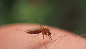 Postaw w kącie w sypialni. Skutecznie odstraszy komary