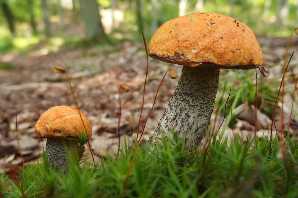 Koźlarze to charakterystyczny grzyb leśny chętnie zbierany przez grzybiarzy