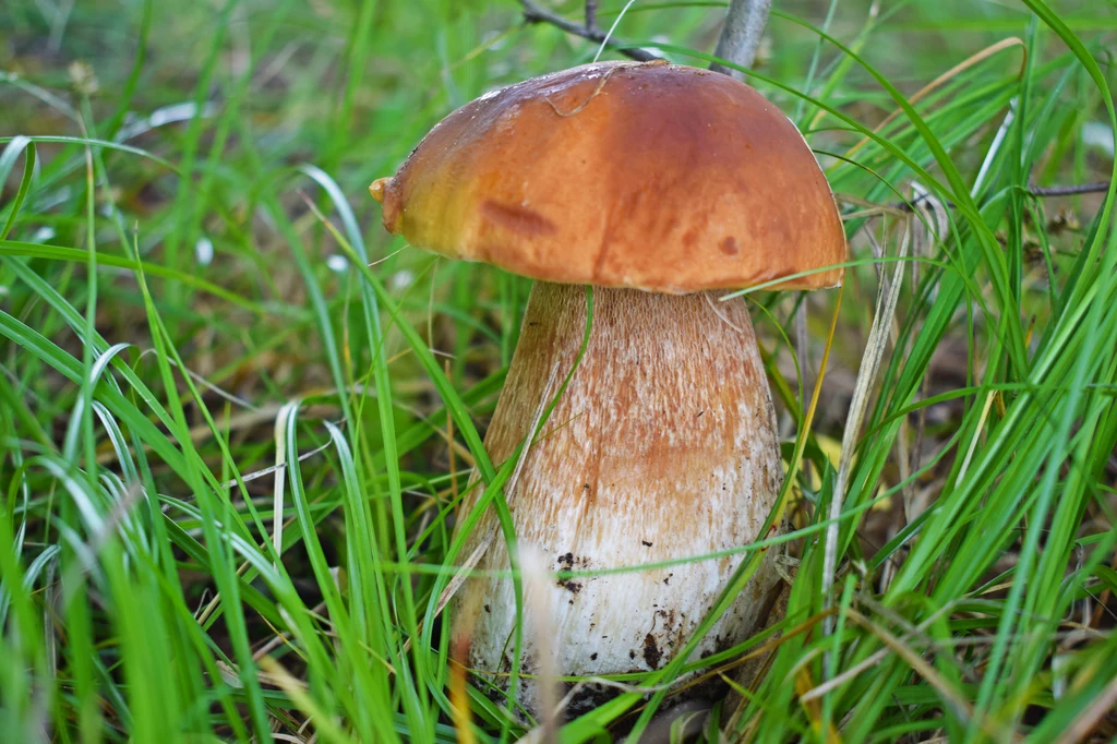 Borowik jest jednym z najsmaczniejszych i najbogatszych w wartości odżywcze grzybów występujących w polskich lasach