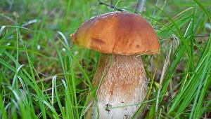 Więcej nie pomylisz borowika z szatanem. Wystarczy, że zwrócisz uwagę na to