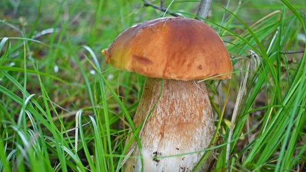 Borowik szlachetny jest jednym z najsmaczniejszych i najzdrowszych grzybów w polskich lasach. Niestety łatwo pomylić go z trującym szatanem...