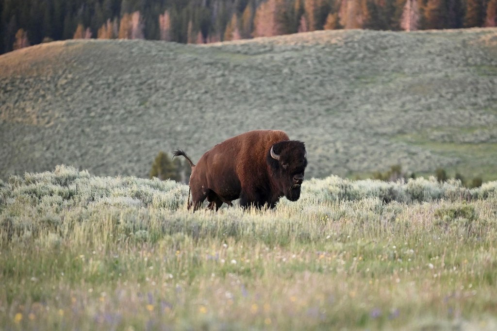 Bizon na terenie Parku Narodowego Yellowstone