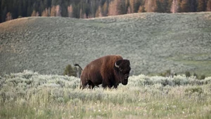 Zaatakował bizona w Yellowstone. Gorzko tego pożałował
