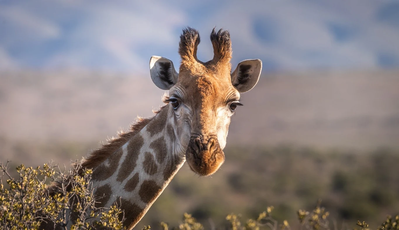 U niektórych gatunków heteroseksualizm jest czymś rzadko spotykanym