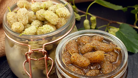 Morwa biała nazywana jest "białym złotem". Jakie posiada właściwości? 