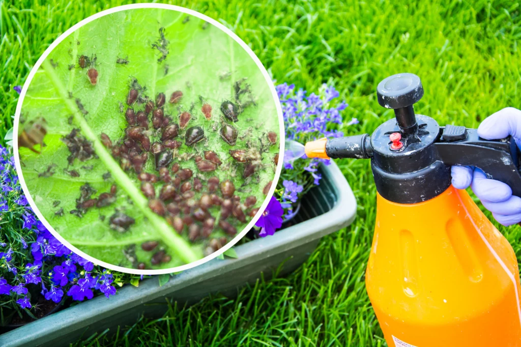 Jak wykorzystać sodę oczyszczoną w ogrodzie? Okazuje się, że środek ma wiele przydatnych zastosowań