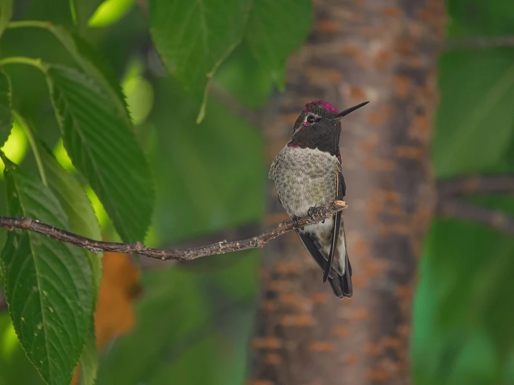 W rozrzedzonym powietrzu kolibry mają trudności z zawisaniem, a tempo ich metabolizmu spada o 37 proc