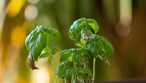 Kupne zioła – dlaczego tak szybko usychają i jak je przed tym ochronić?