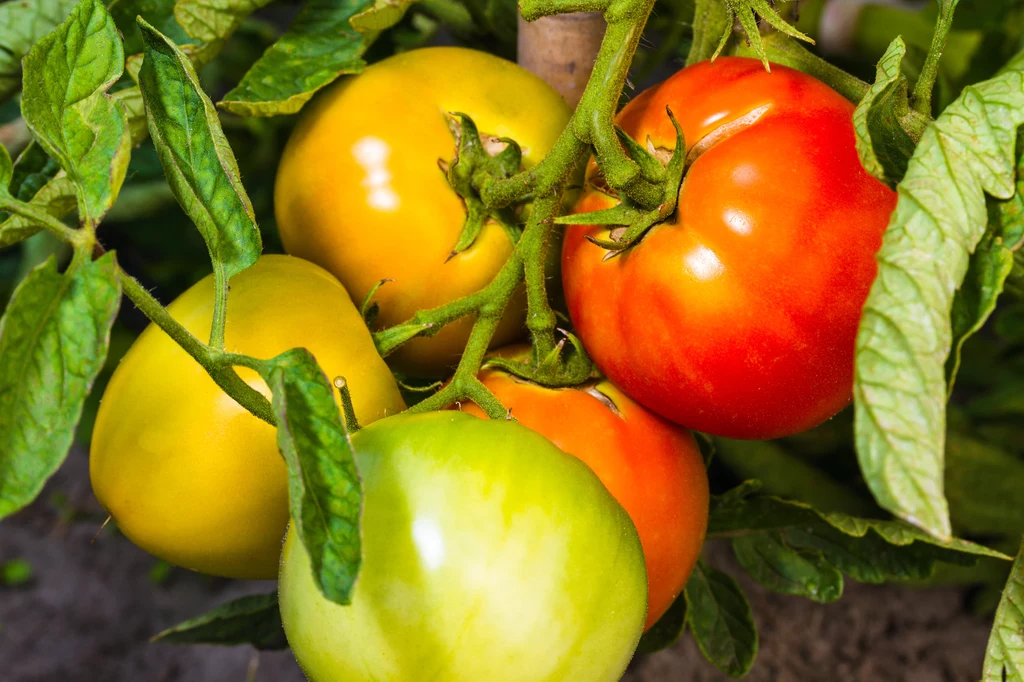Na co trzeba zwrócić szczególną uwagę w uprawie pomidorów? Przyjrzyj się tematowi sąsiedztwa roślin