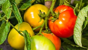 Dlaczego pomidory nie dojrzewają na krzaku?