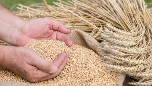 Konieczne jest natychmiastowe przeprowadzenie śledztwa w związku z bardzo poważnymi doniesieniami, że Rosja kradnie ukraińskie zboże